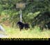 Black Bear